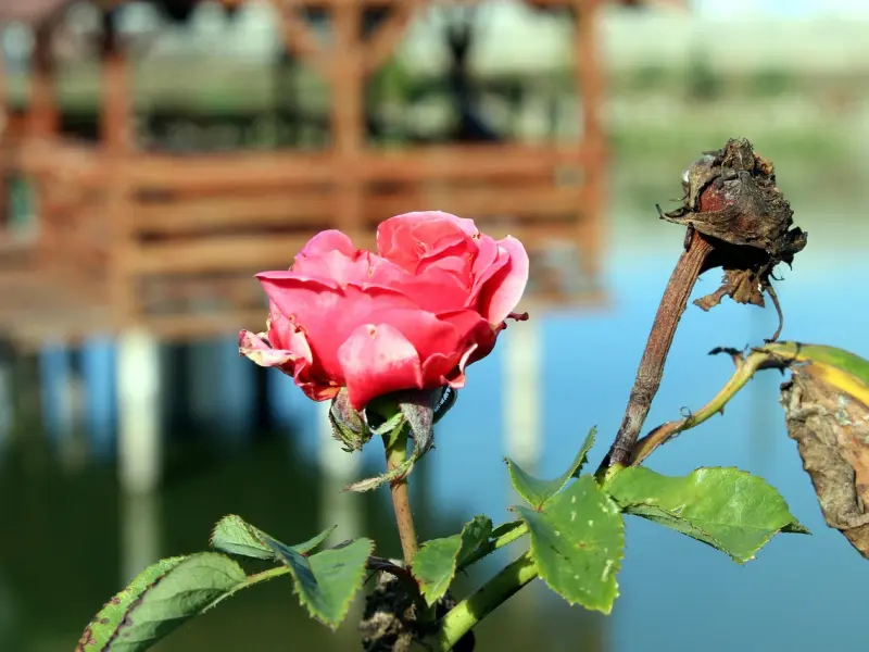 挽回前男友：如何挽回失去的男友，挽回决绝的金牛男绝招