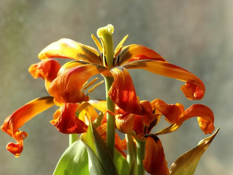 挽回前男友：如何挽回失去的男友，挽回决绝的天秤男绝招