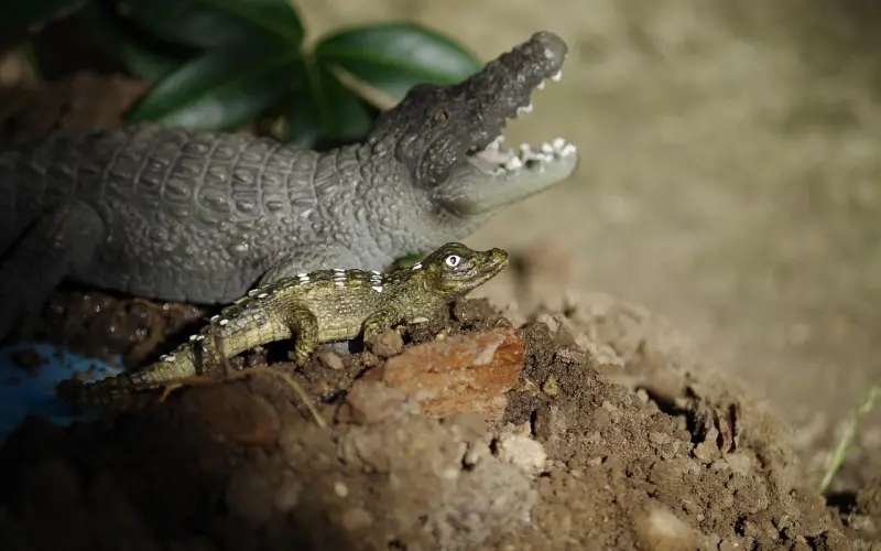 姑娘，愿你早日遇到这样一个他。