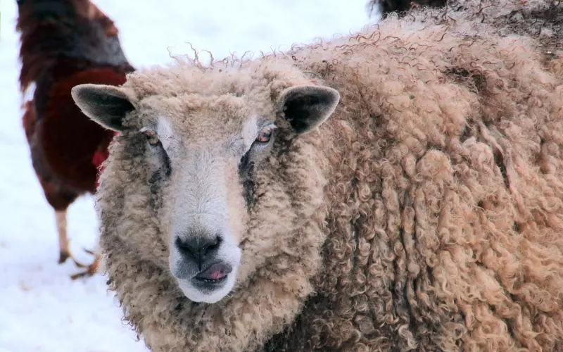 姑娘，你的天真在前任眼中是舔燥？