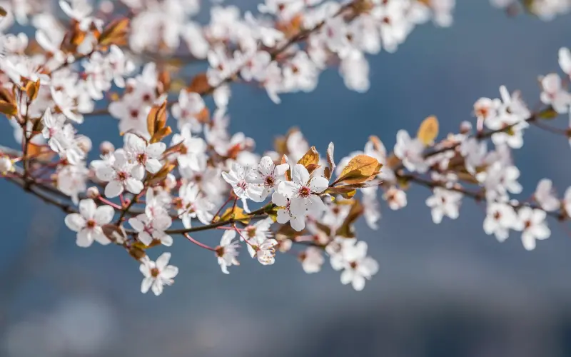 【送你一枚桃花符】据说点开的都能找到另一半，不谢！