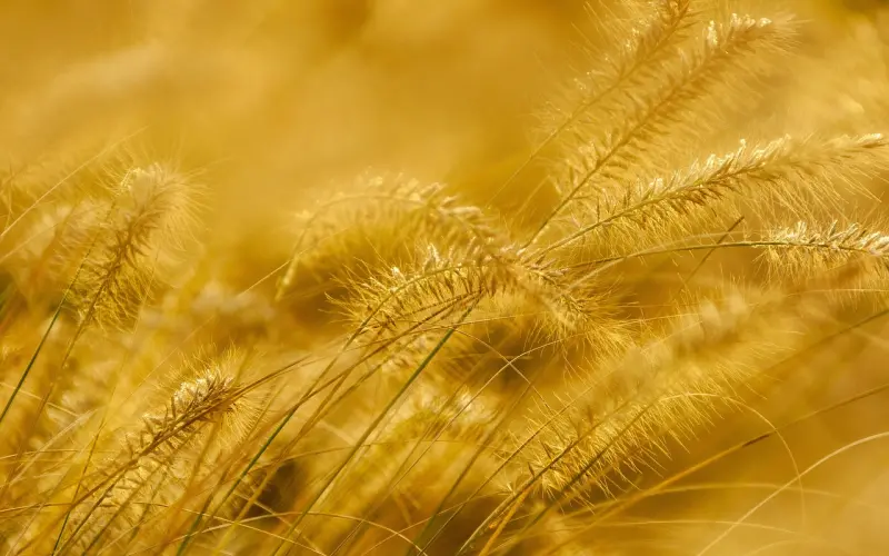 金子与烂泥（深度好文）