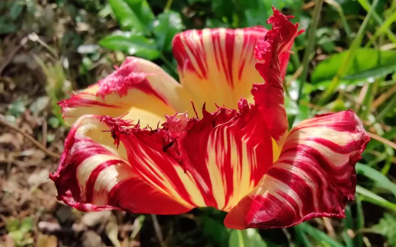 金鱼系男友：我活着就是为了气你