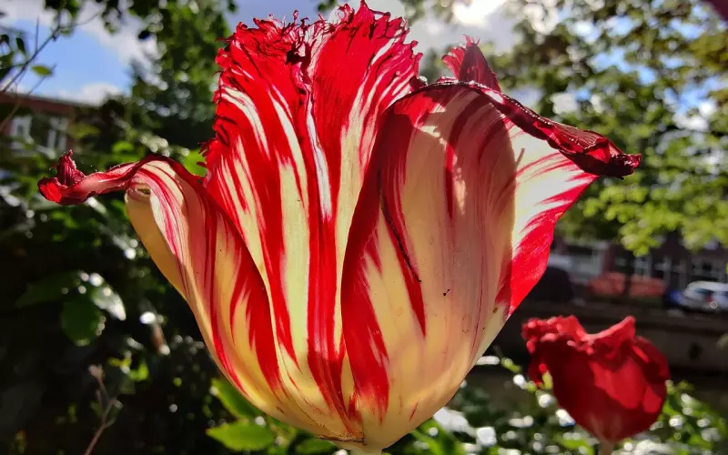 金鱼系男友：我活着就是为了气你