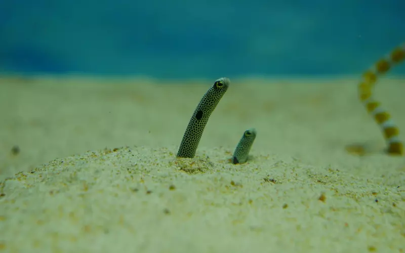 好朋友只是朋友吧