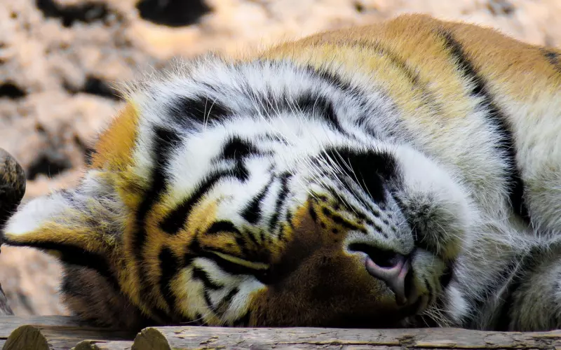 晚安语录句子配晚安图片