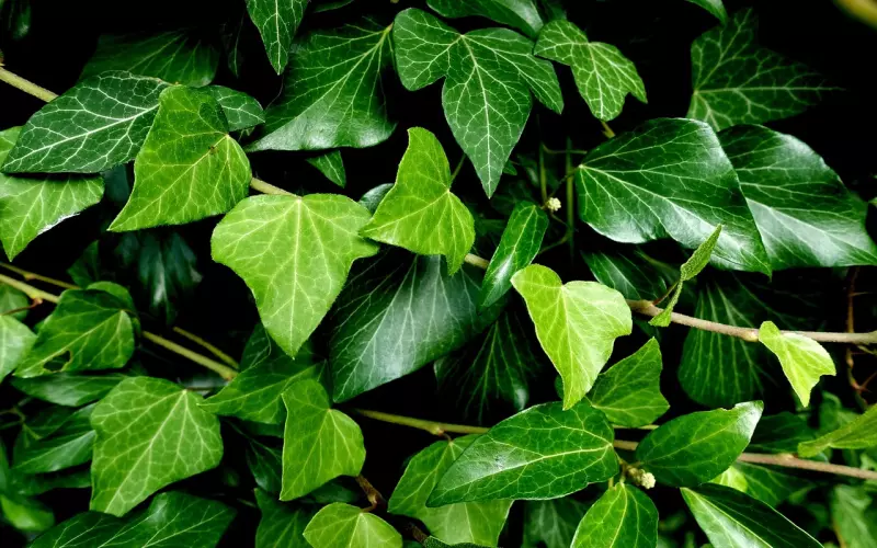 人缘好，待人和善