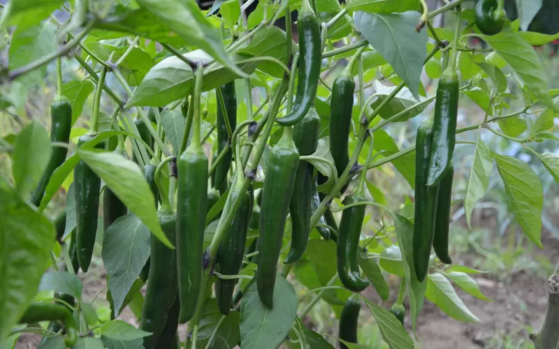 《绿皮书》：理解他，不是明白他的感受，而是……