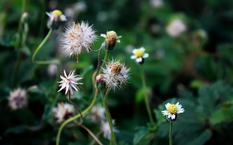 中秋节快乐｜สุขสันต์วันไหว้พระจันทร์