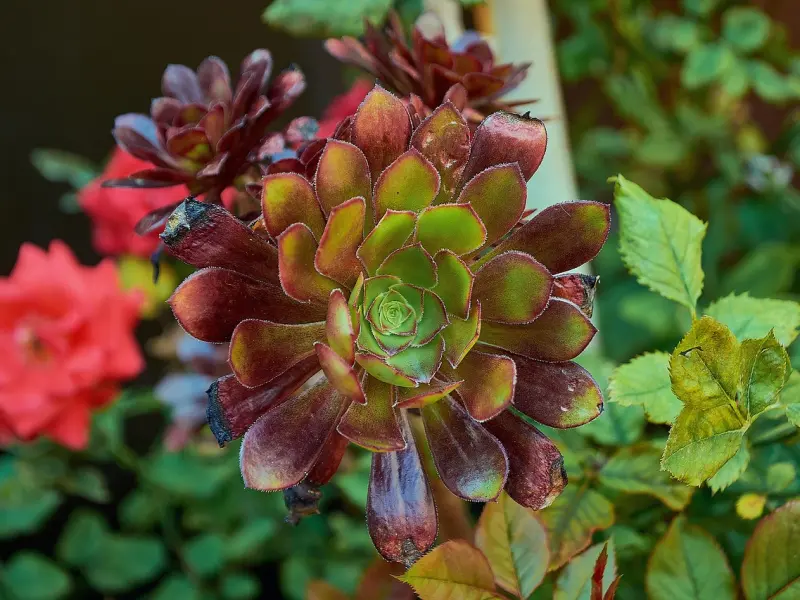 和男友异地之后他提出分手，如何让他回心转意