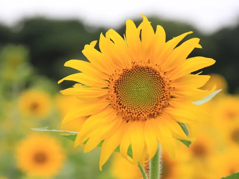 他出轨了，这事让我恶心，我们还能在一起吗？