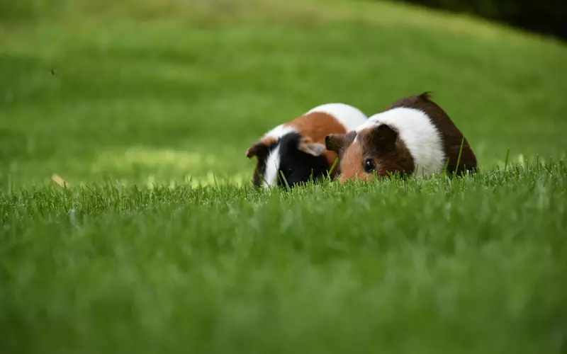 心痛的短句，很美很心疼！