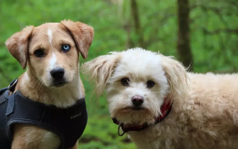 挽回爱情有妙招：树立“玩伴心态”