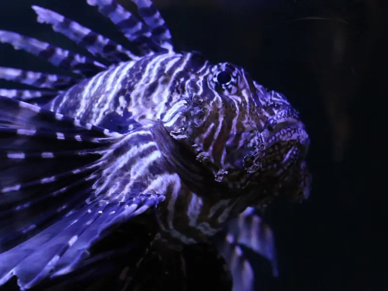 星座爱情秘籍：如何挽回双鱼座男友：分手后如何挽回狠心的双鱼座