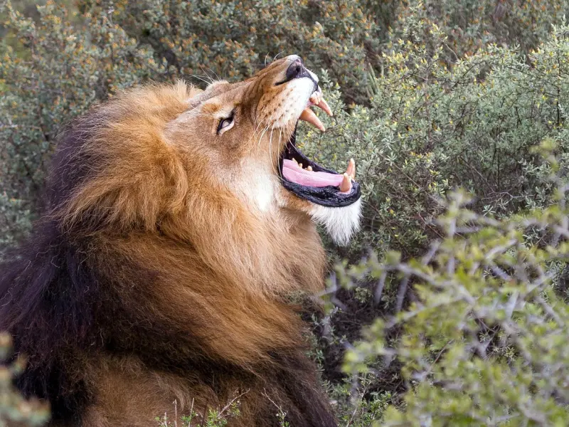 星座挽回技巧之如何挽回狮子座男友：如何挽回狮子座男友的心？