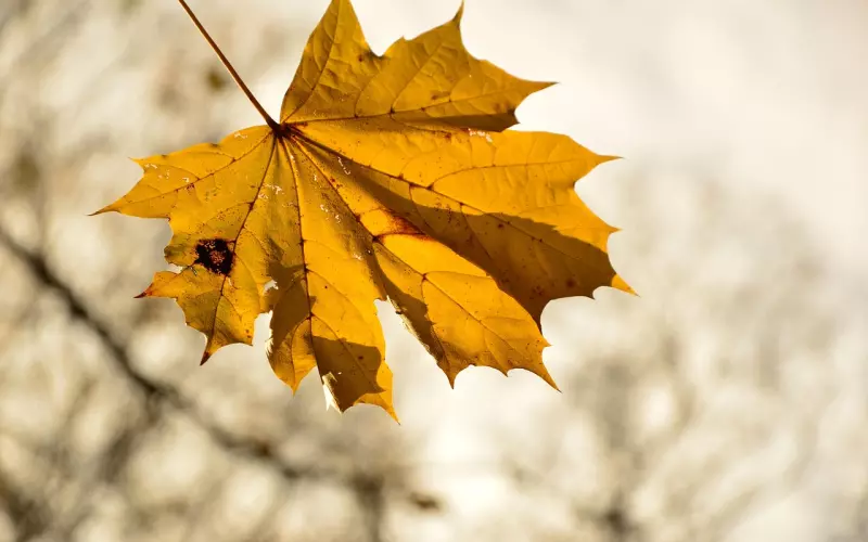 主持人张大大疑患抑郁症：情绪不好时，该怎么办？