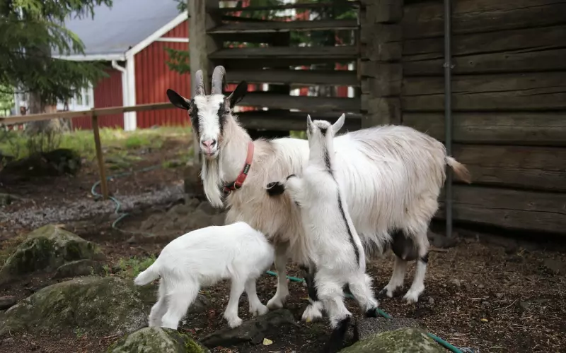 别人家的孩子是怎么培养出来的