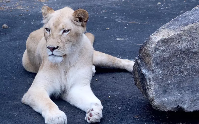 狮子女出轨后如何挽回老公，果断行动才能救赎爱情