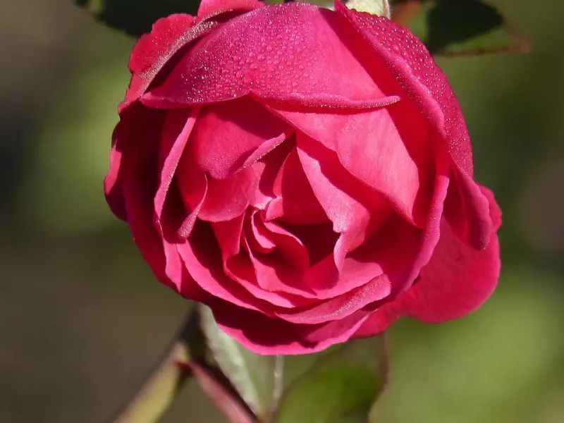 女人怎样撒娇，才能让感情保鲜？