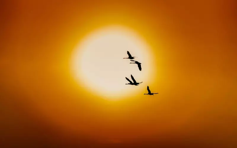 结婚多年的夫妻要怎么维持新鲜感(失去新鲜感的关系该如何化解危机)