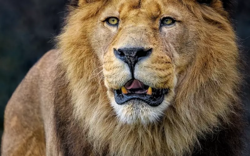 狮子老公拉黑我了怎么挽回？专家教你有效修复情感关系！