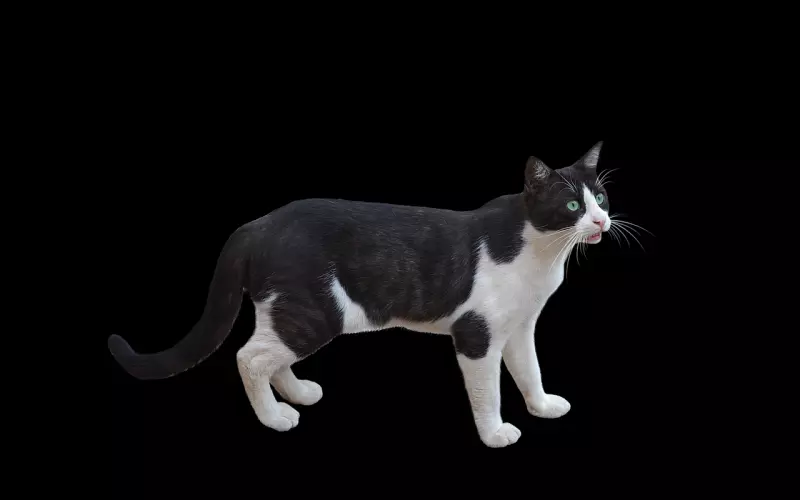 挽回如何让对方对你上瘾，一日不见如隔三秋？