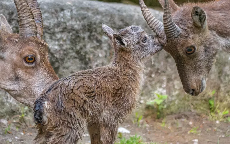 怎样能够挽回摩羯座？聪明的女人会这样做