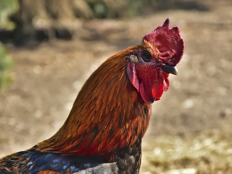 怎样才能挽回金牛座？固执牛男就真的挽回男？专家不信邪赠你三招