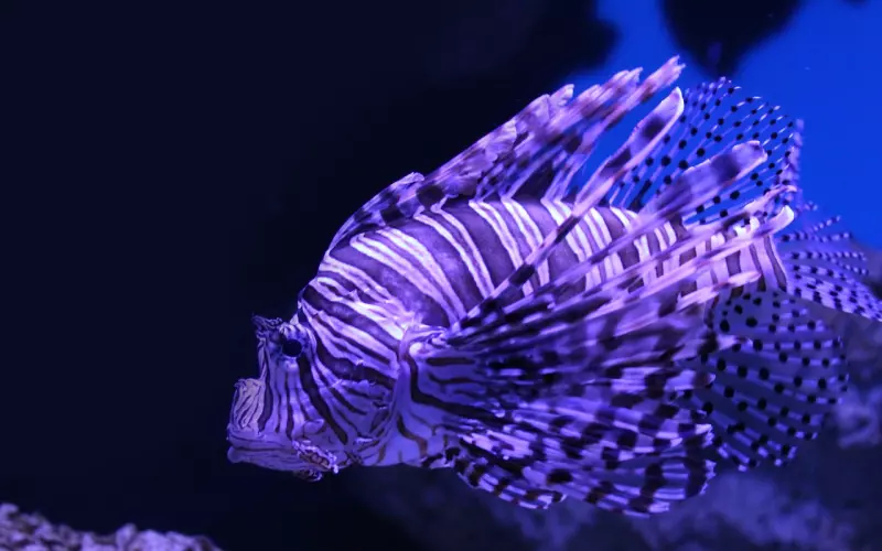 双鱼座的恋人如何挽回爱情