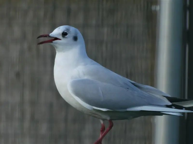 被前任拉黑，是什么体验？