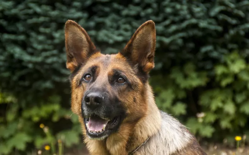 一个人在爱情里有多卑微？舔狗舔到最后一无所有！