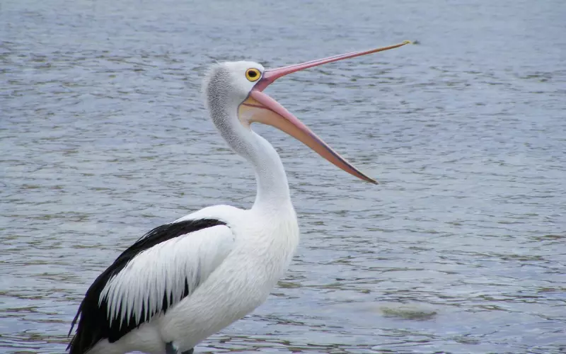 到底要受多少伤，才能闭上你那大嘴巴？