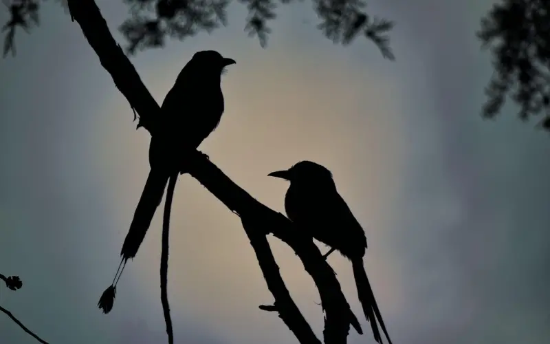 人傻，能傻几次？