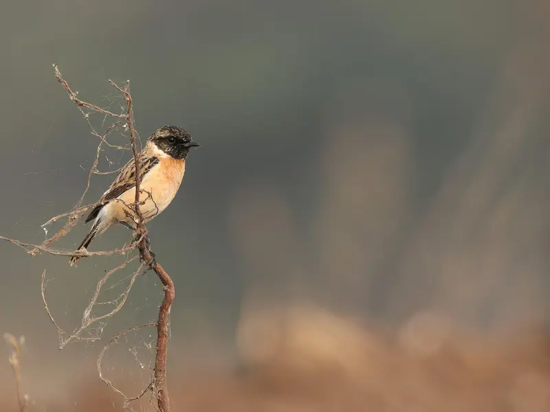 男女相处：只要你“敢”多聊这三个话题，感情想“不长久”都难！