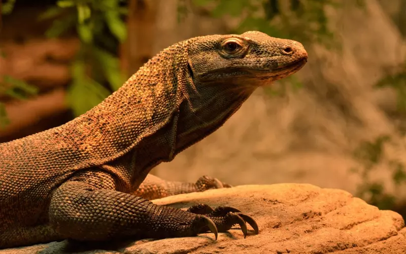 中国式巨婴，到底有多可怕？连解放军都不放过