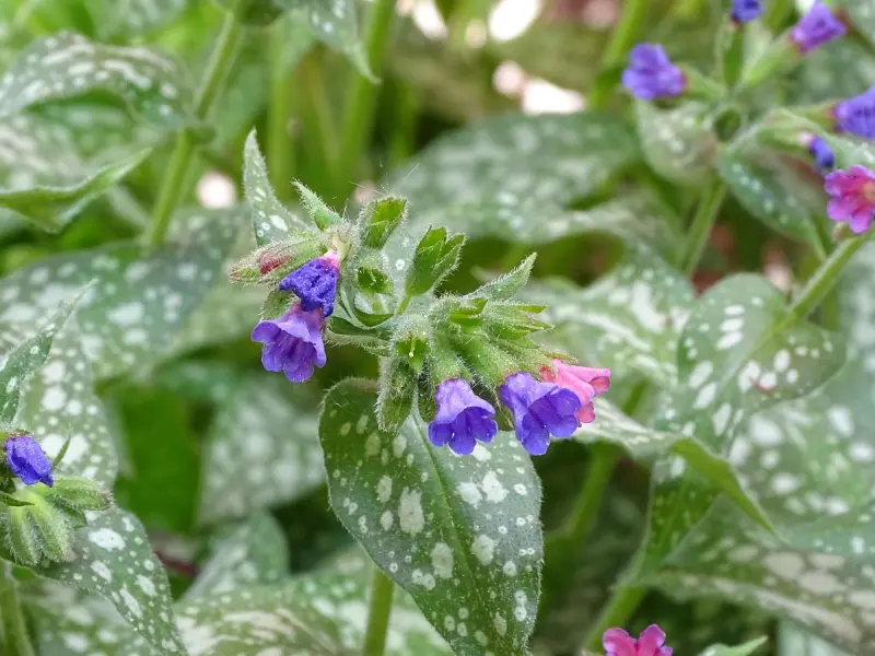 出轨后被老公发现，女人该如何挽回婚姻