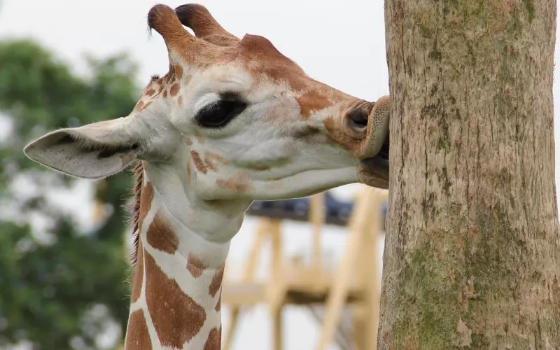 异地恋男友让我和别人约会 我该如何调节心态