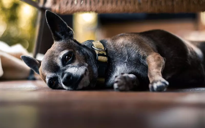 男友说太累了要分手该怎么挽回？