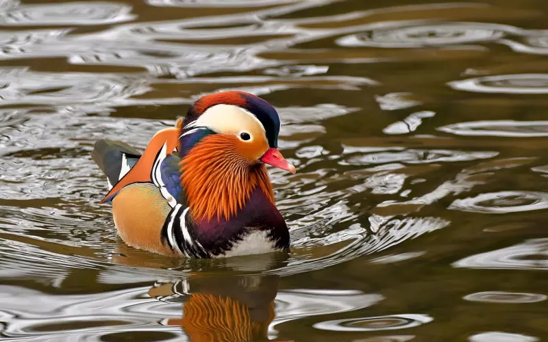 不是独生女而被男友父母棒打鸳鸯该如何挽回