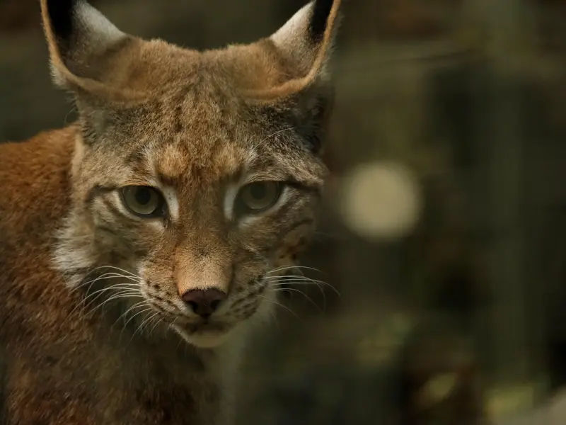 我该怎么挽回已经有新欢的男朋友？