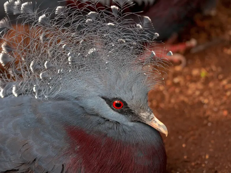 我们该怎样防止感情骗子、感情骗子的八大特征