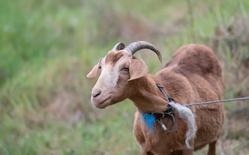 聪明的女人如何用性来拴住男人的心