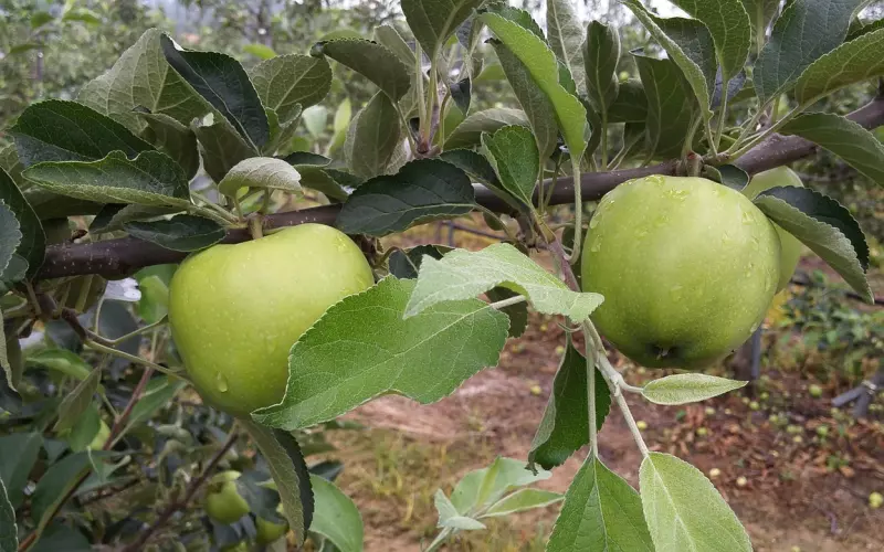 怎么道歉才能挽回老公，给老公道歉认错挽回信