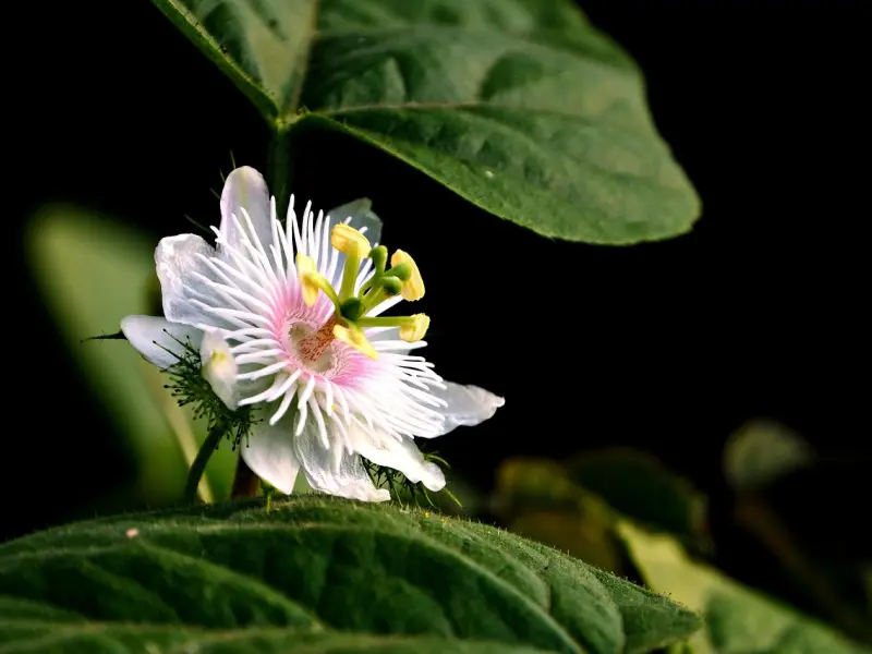 挽回时，怎样安排一次充满激情的约会迷倒他