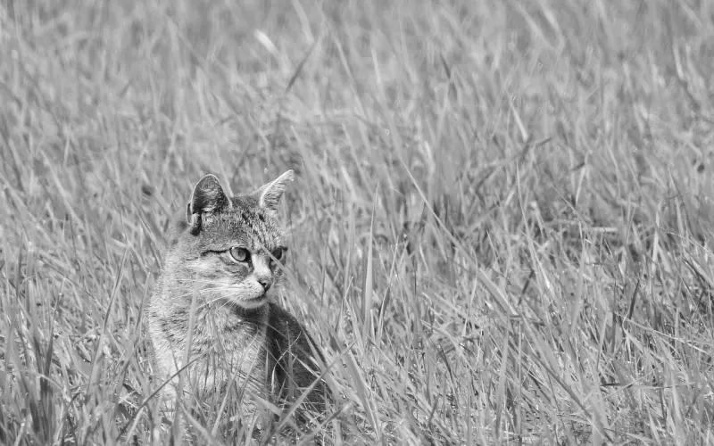 怎么避免在挽回中，对方拉黑自己