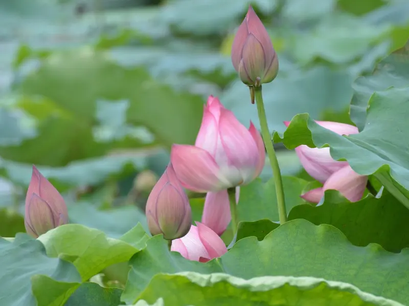 如何追男生：追男生的三大禁忌，即使再喜欢也绝对不能做！