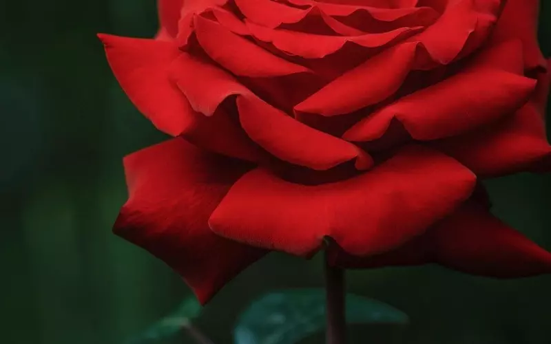 如何巧妙挽回前男友的心，让爱再次绽放