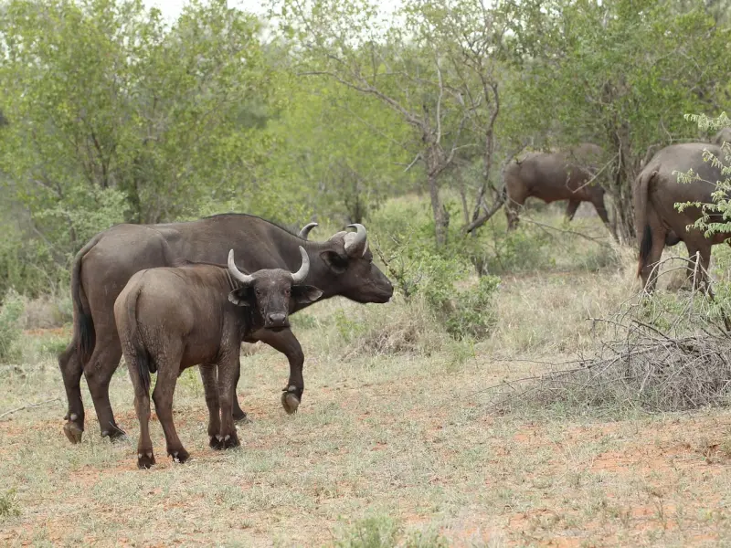 如何正确地处理婆媳关系中的五大矛盾