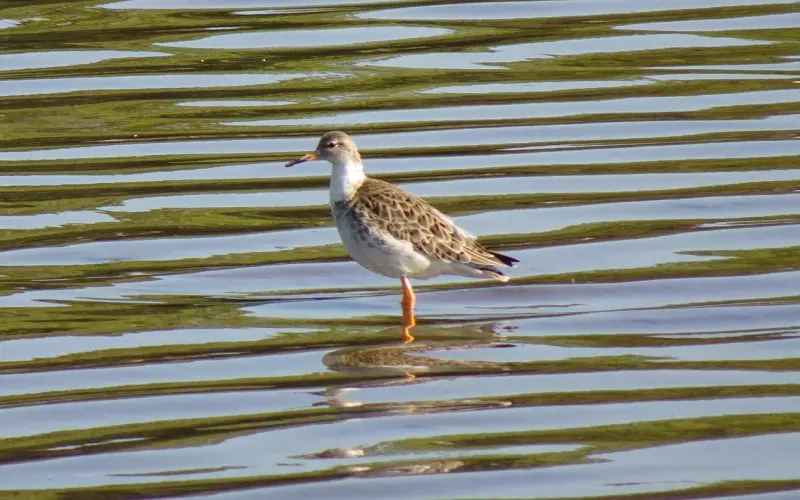 挽回时如何面对前男友情绪反复(挽回前男友的心理战术)