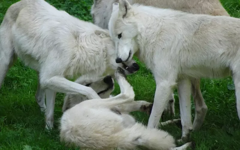 挽回男友时如何处理好自己的需求感？